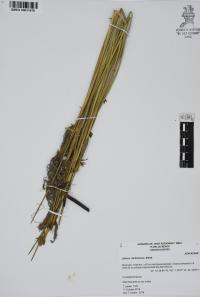 Juncus dichotomus image